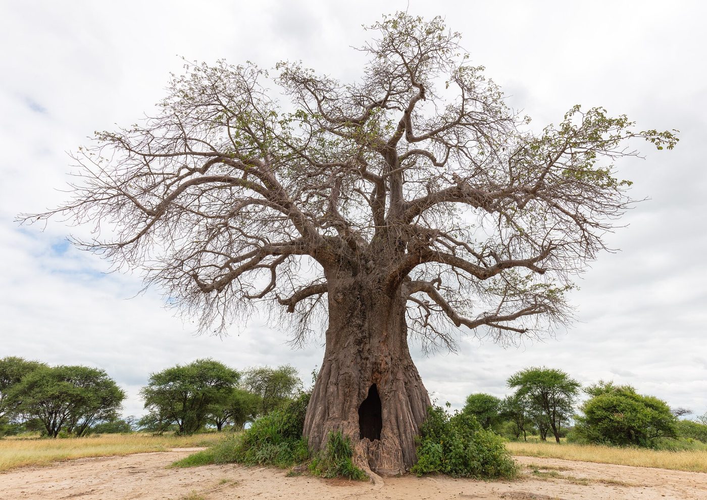 Baobab