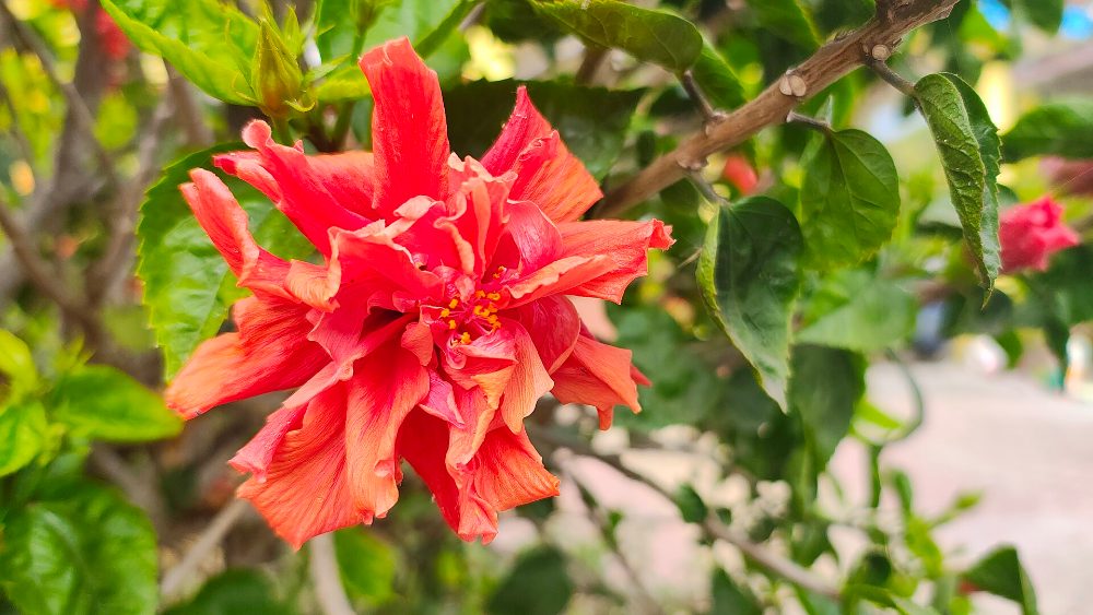 Fleur d'hibiscus