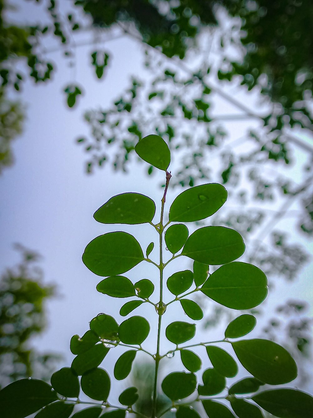 Feuilles de moringa